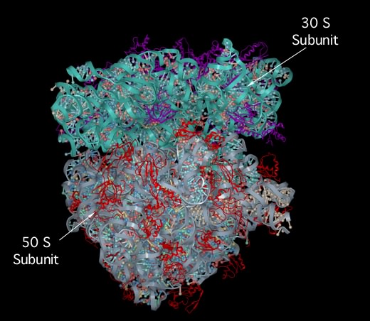 The crystal structure of the 70S ribosome.