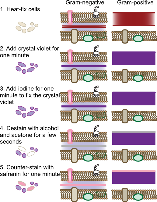 Steps of the Gram stain