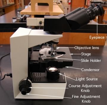 The light microscope