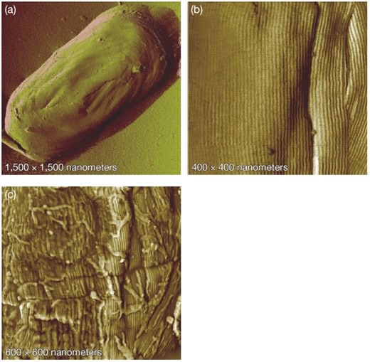 Endospores visualized with atomic force microscopy (AFM)