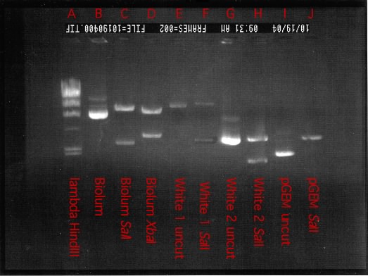 A finished agarose gel