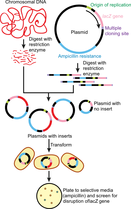 Cloning of target DNA