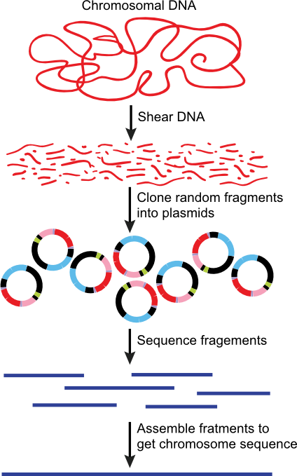 Genome sequencing using random fragments