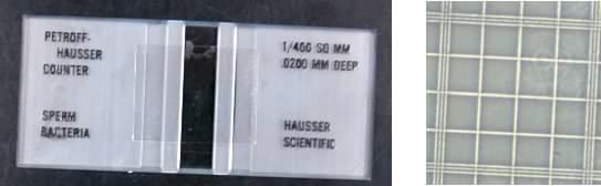 A Petroff-Hausser counting chamber