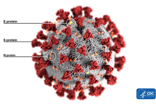 An artists depiction of the outside structure of the SARS-CoV-2 coronavirus